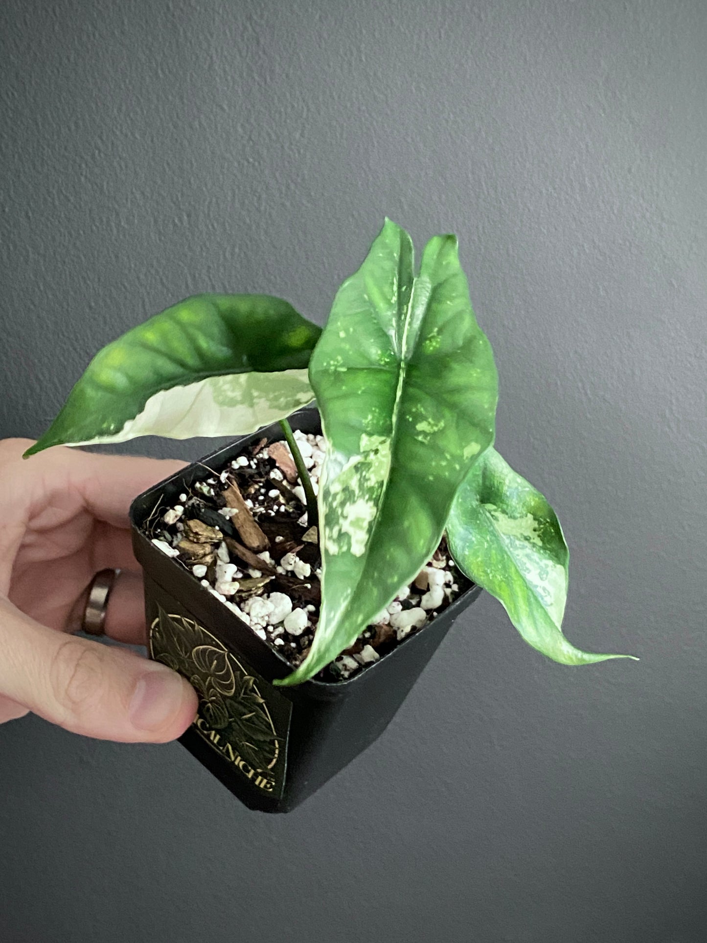 Alocasia Simpo Albo variegata | 7 cm pot (A)