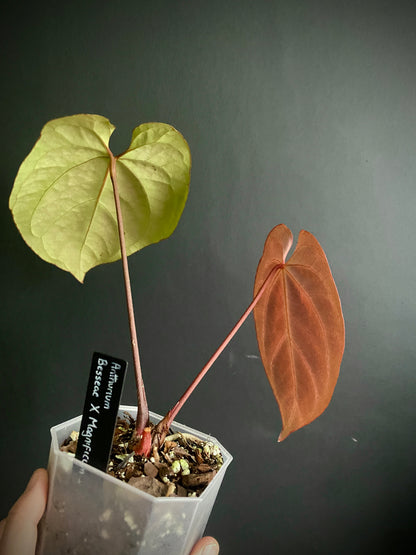 Anthurium Besseae X Magnificum | 9 cm pot