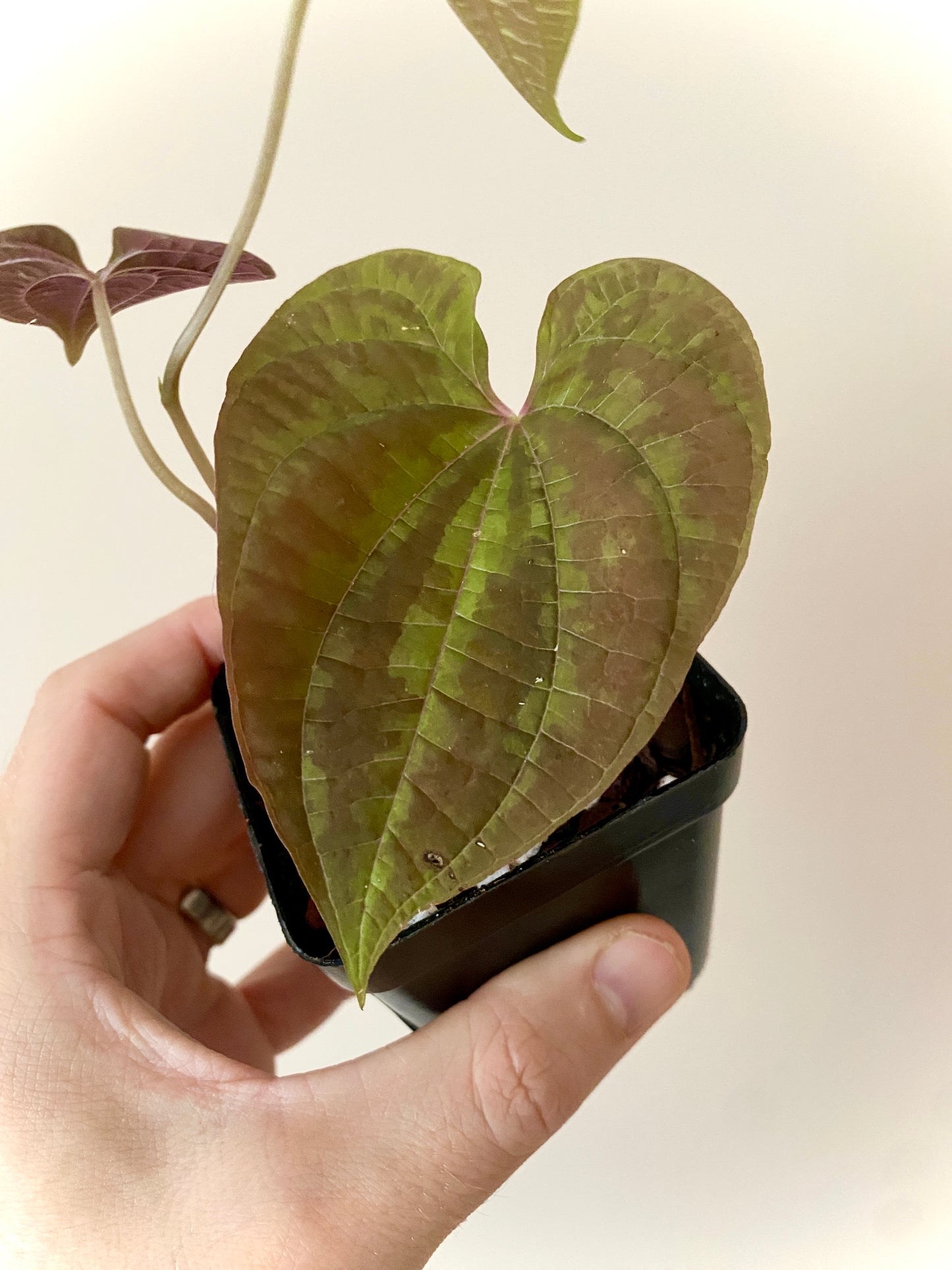 Dioscoria Discolor | 7 cm pot