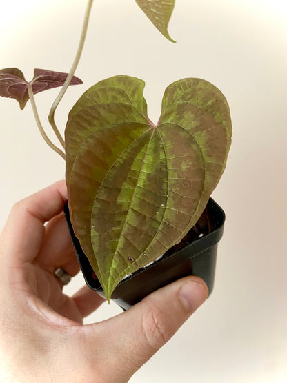 Dioscoria Discolor | 7 cm pot