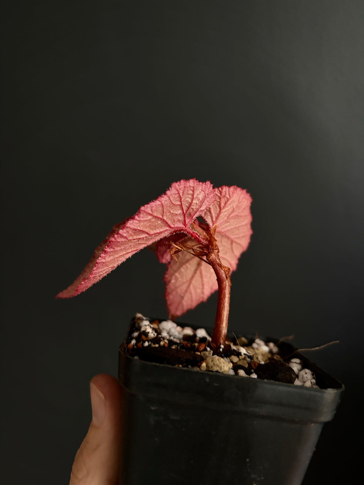 Begonia Sinbad | 6 cm pot [B]
