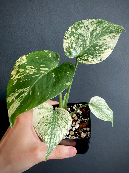 Monstera Deliciosa Mint variegated | 7 cm pot (C)