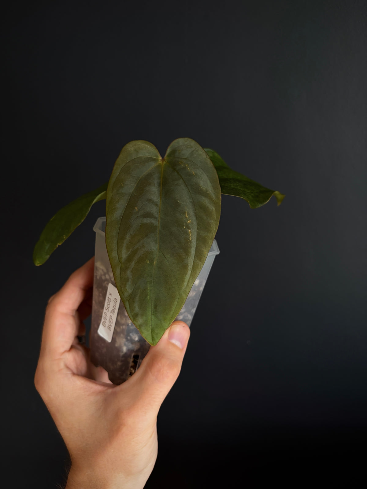 Anthurium Antolakii/BVEP (Scott x Tezula) | 7 cm pot