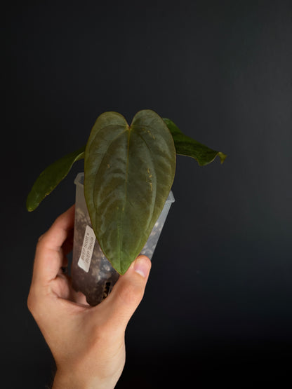 Anthurium Antolakii/BVEP (Scott x Tezula) | 7 cm pot