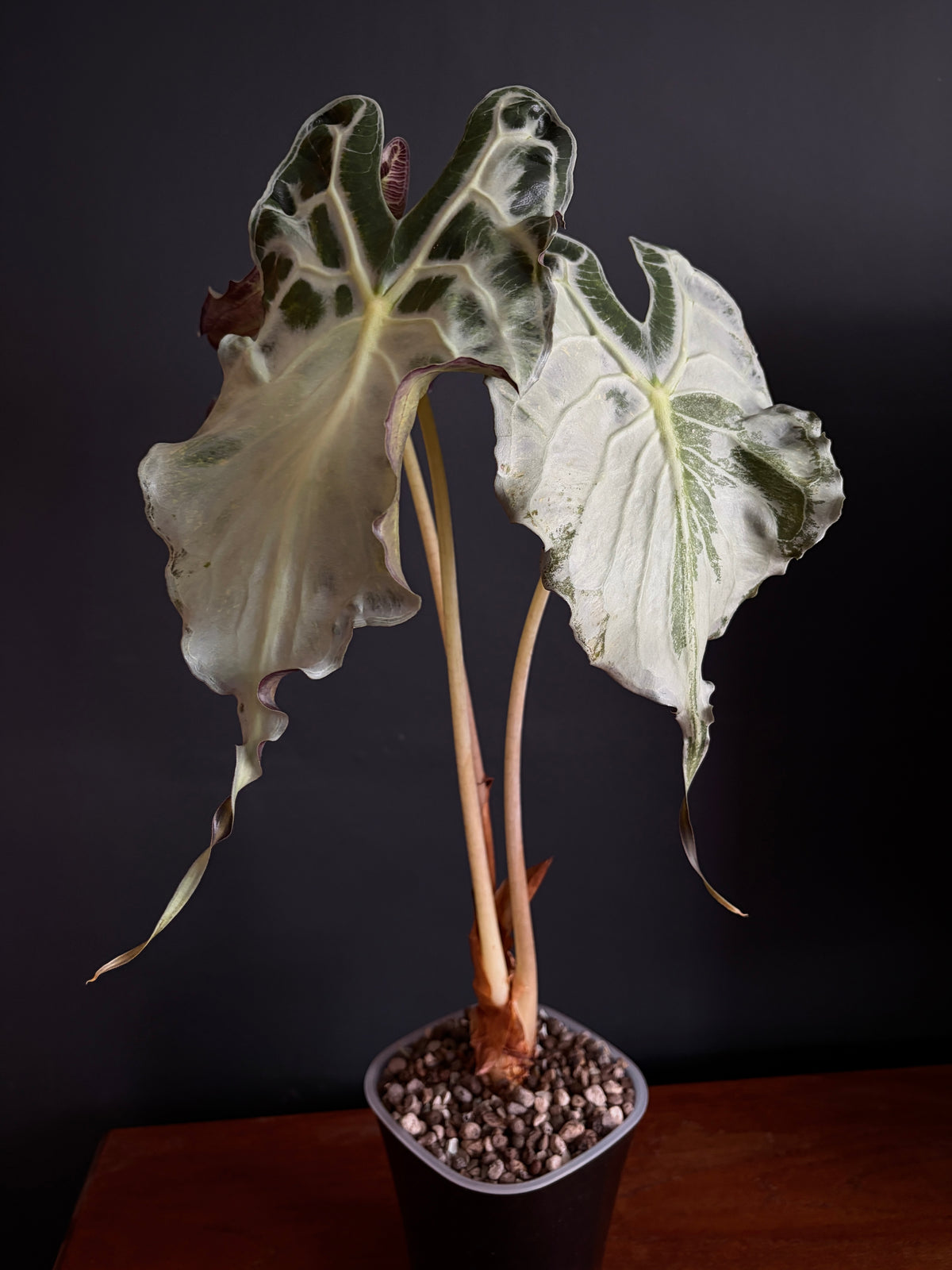 Alocasia Venom (Mature) | 9 cm pot
