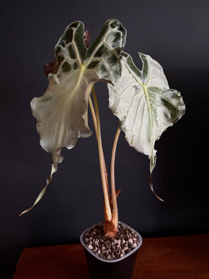 Alocasia Venom (Mature) | 9 cm pot