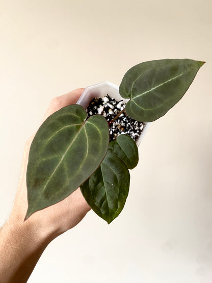 Anthurium Black Widow x Michelle S1 | 7 cm pot [A]