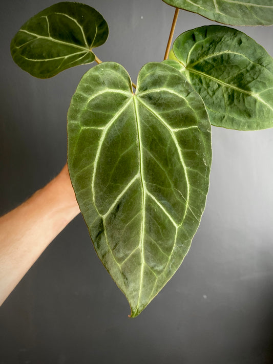 Anthurium NoID | 9 cm pot