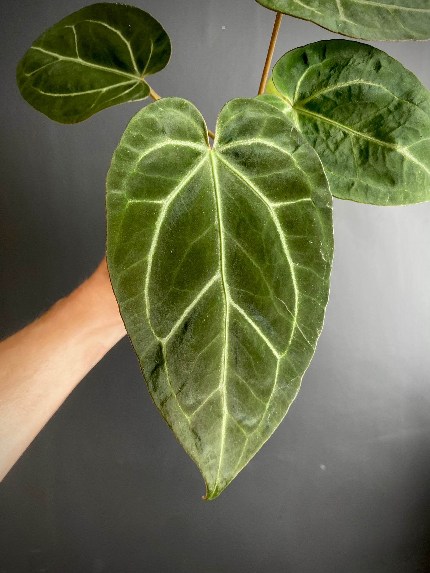 Anthurium NoID | 9 cm pot