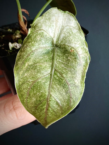 Alocasia Azlanii Mint Variegated | 7 cm pot