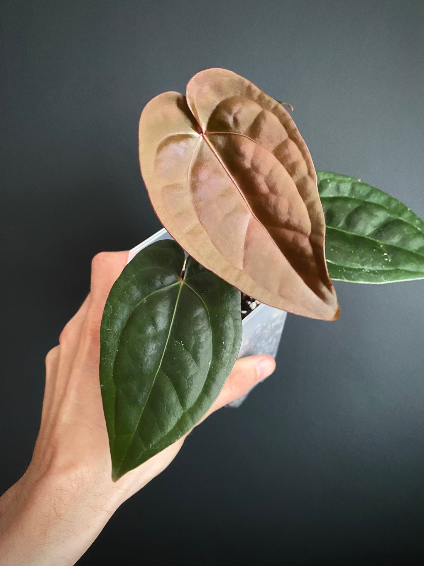 Anthurium DB Red Crystallinum X Luxurians | 9 cm pot