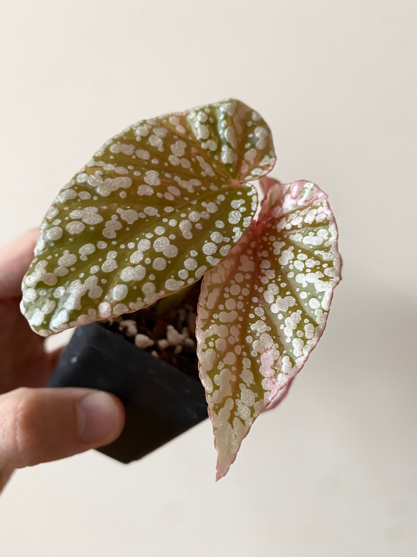 Begonia Snow Capped Pink variegated | 7 cm pot