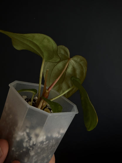 Anthurium Antolakii/BVEP (Scott x Tezula) | 7 cm pot