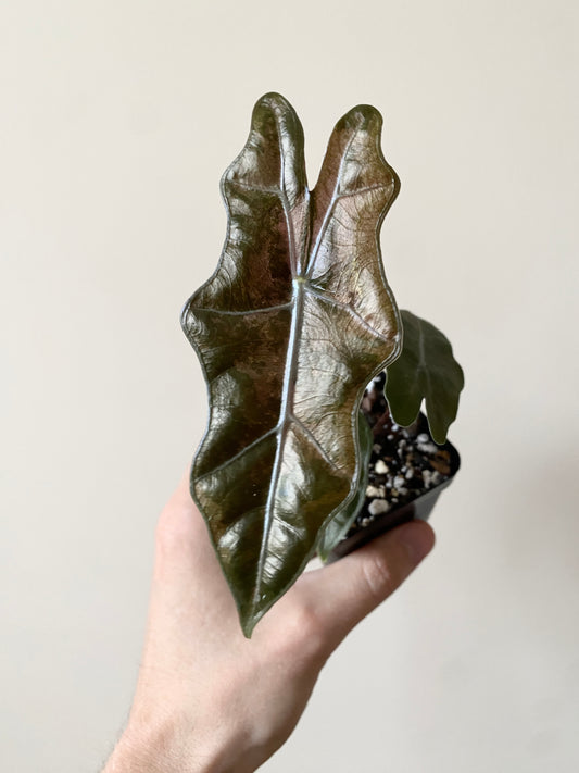 Alocasia Pseudosanderiana Pink variegated | 7 cm pot