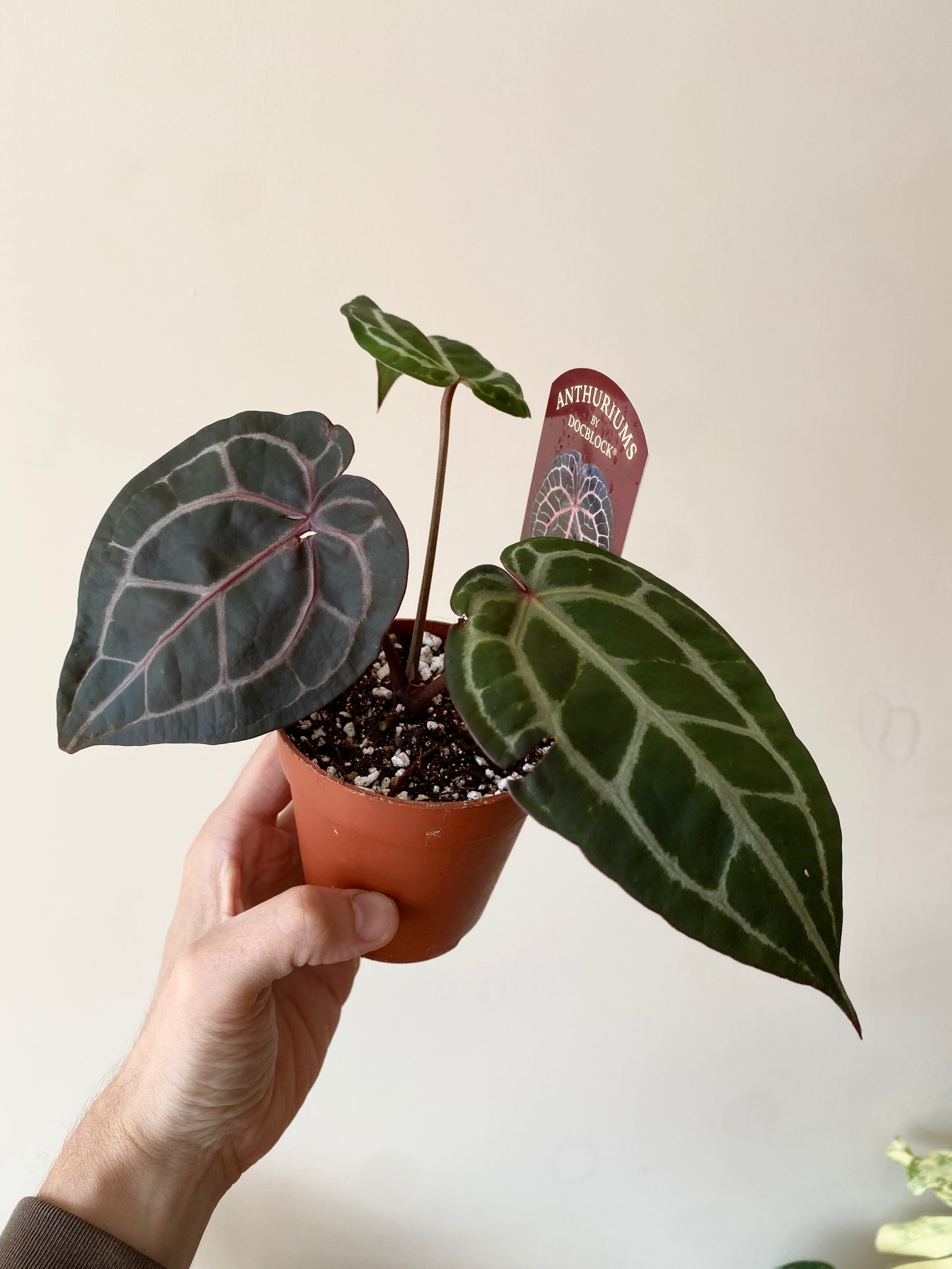 Anthurium DocBlock Michelle | 9 cm pot [C]