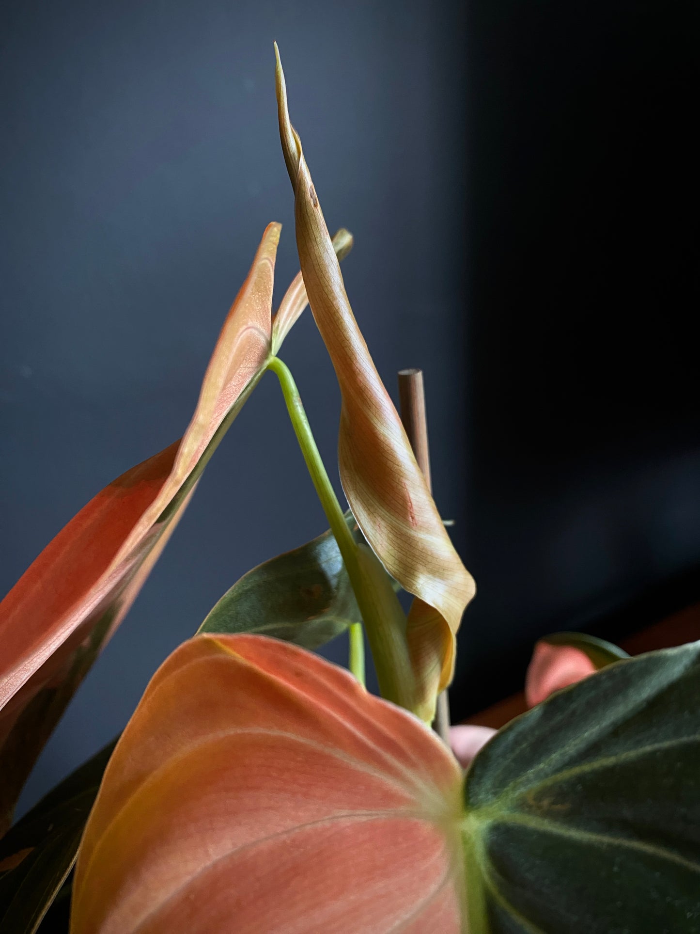 Philodendron Melanochrysum Orange variegata | 12 cm pot [C]