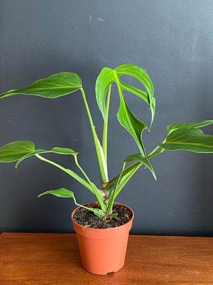 Monstera Burle Marx Flame | 15 cm pot (A)