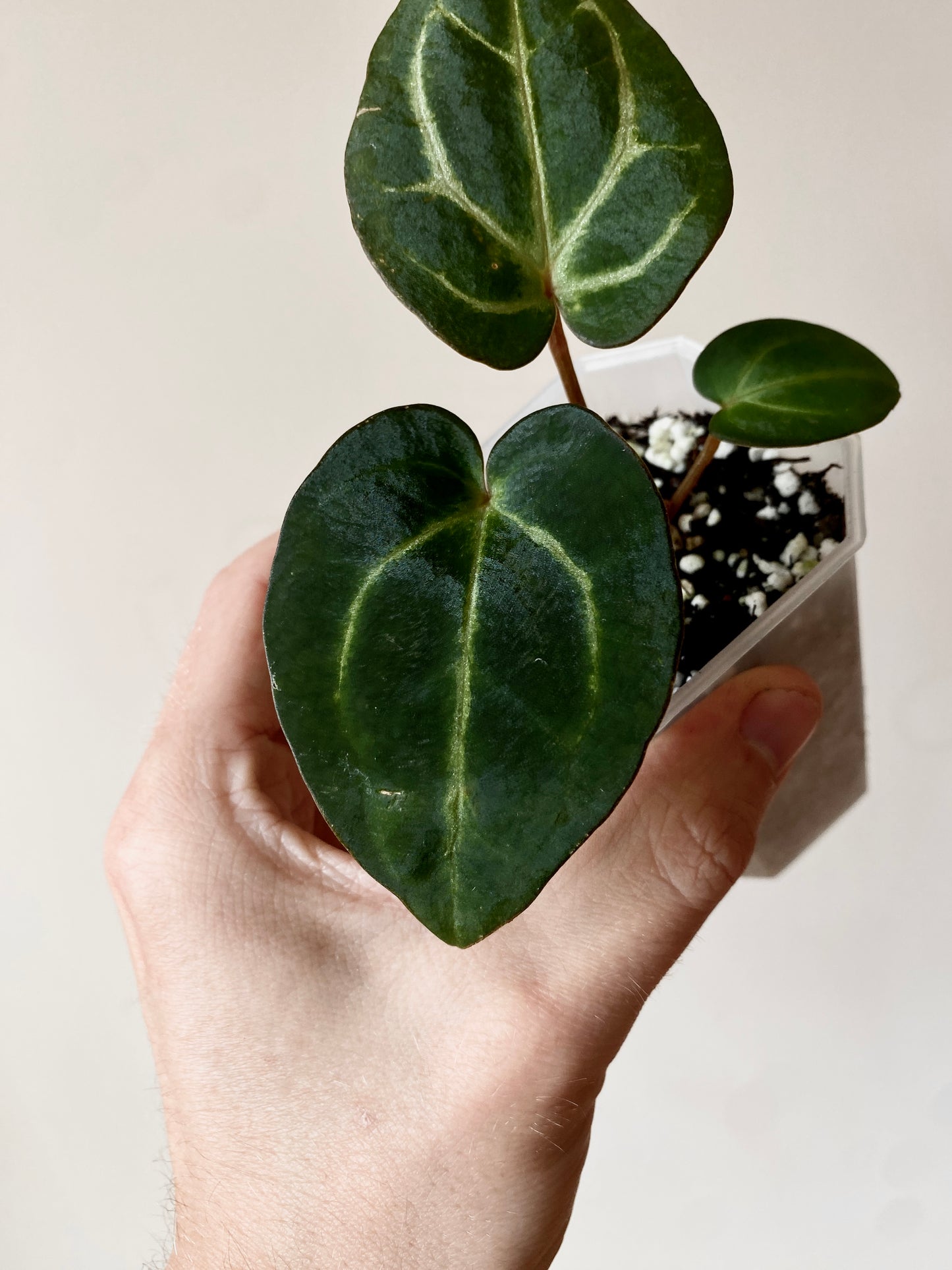 Anthurium Carlablackiae | 7 cm pot [A]