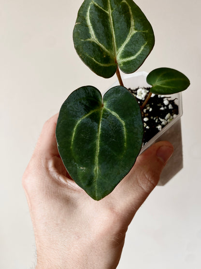 Anthurium Carlablackiae | 7 cm pot [A]