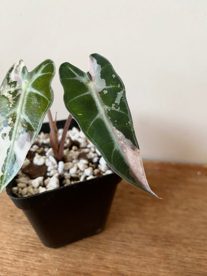Alocasia Bambino Pink variegata | 7 cm pot
