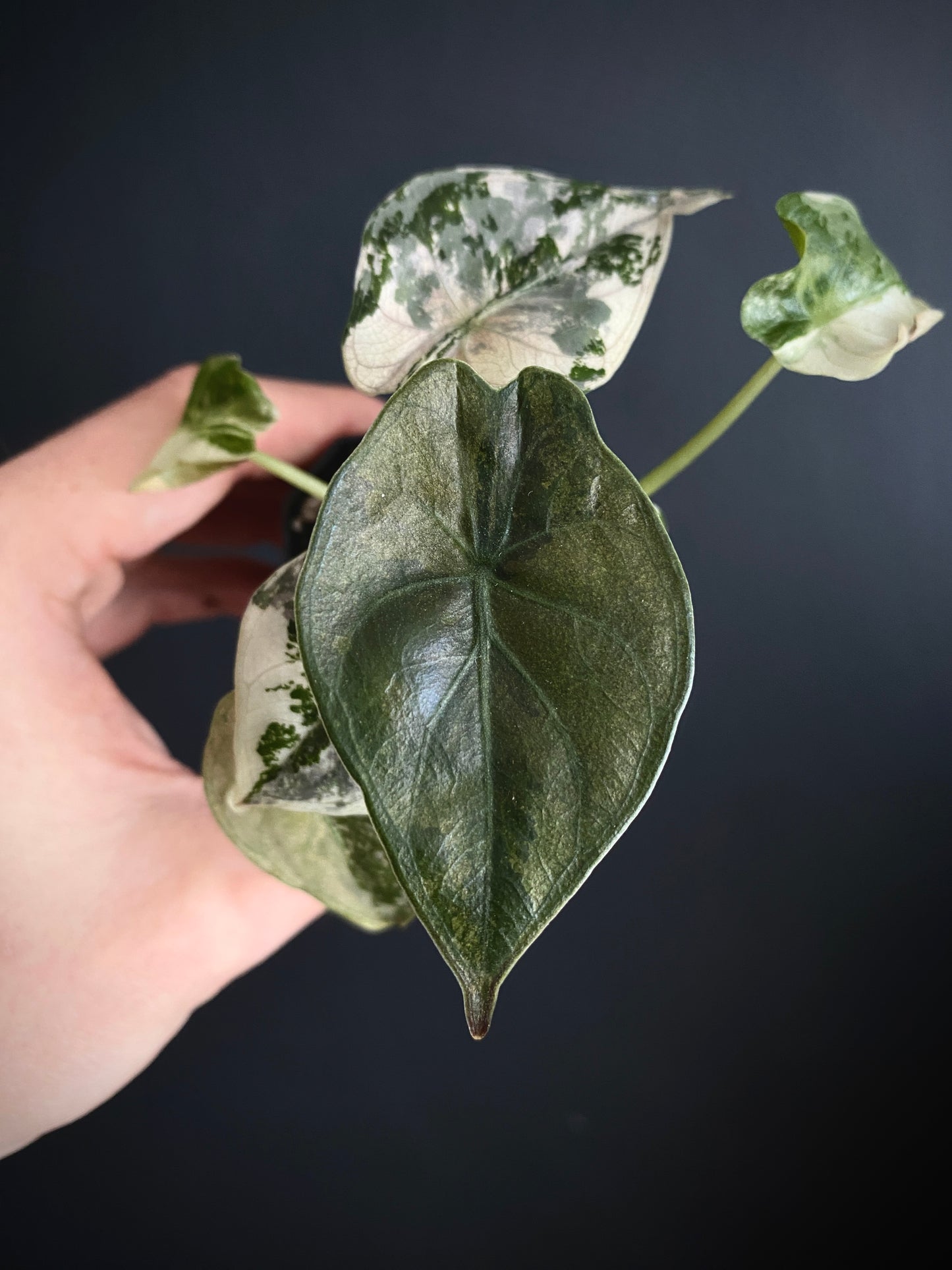 Alocasia Wentii albo/pink variegated | 5 cm pot [C]