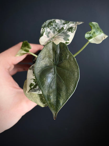 Alocasia Wentii albo/pink variegated | 5 cm pot [C]