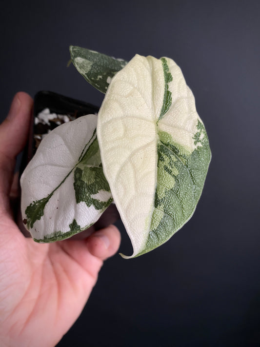 Alocasia Melo Albo variegata | 6 cm pot