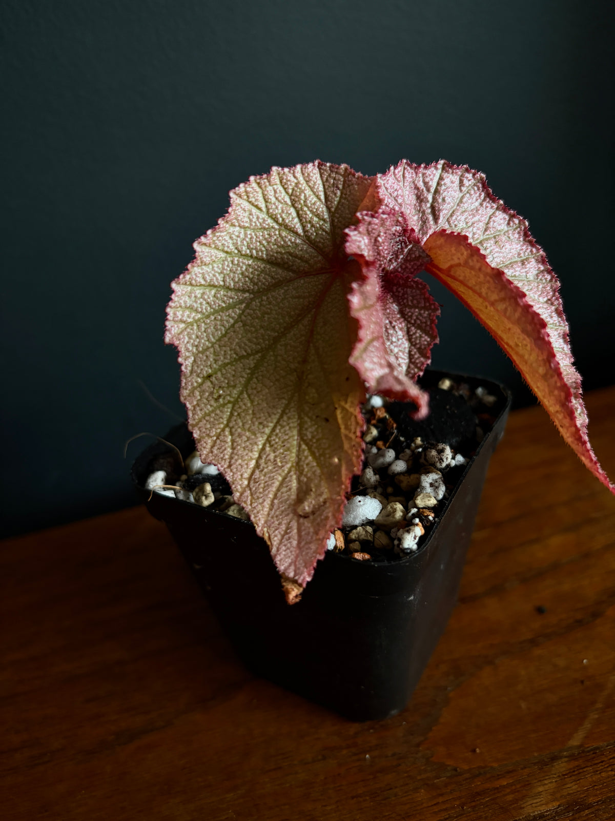 Begonia Sinbad | 6 cm pot [B]