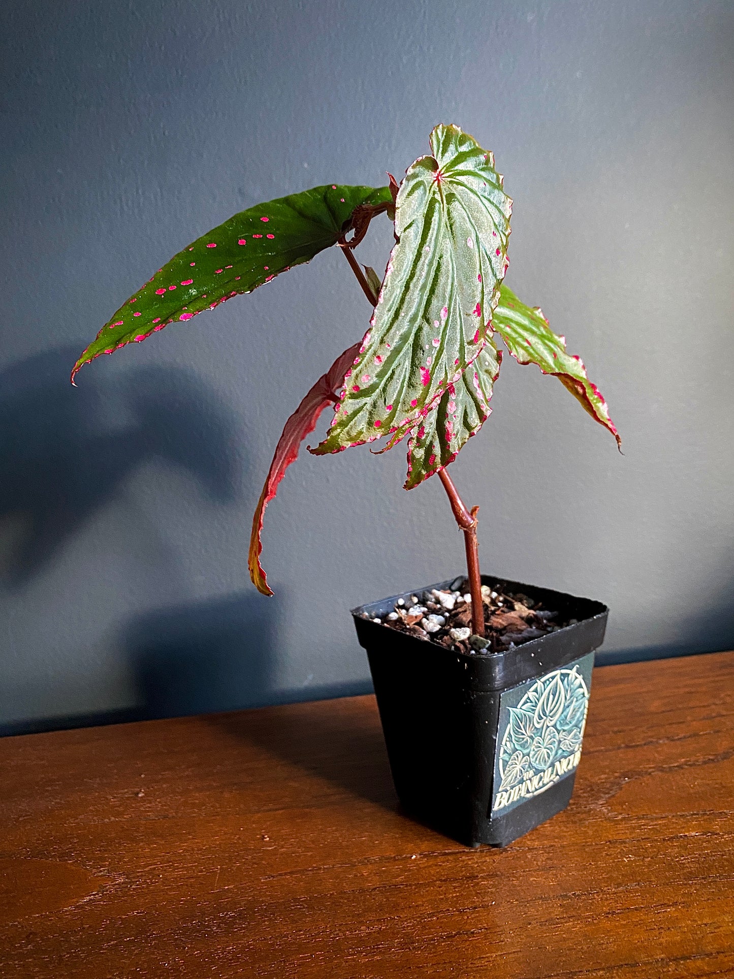 Begonia Negrosensis X Nothobaramensis | 6 cm pot [A]