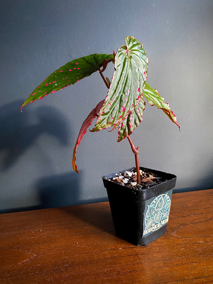 Begonia Negrosensis X Nothobaramensis | 6 cm pot [A]