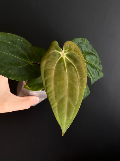 Anthurium Carlablackiae (OG5xRA4) X RVDP | 7 cm pot