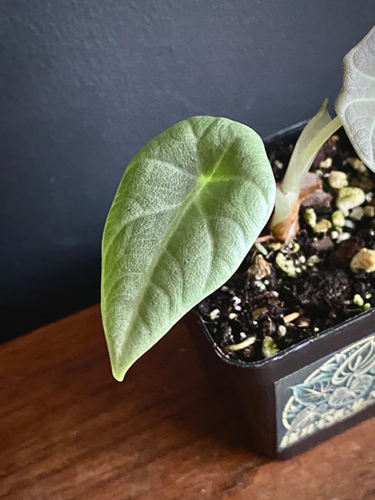Alocasia Maharani | 7 cm pot