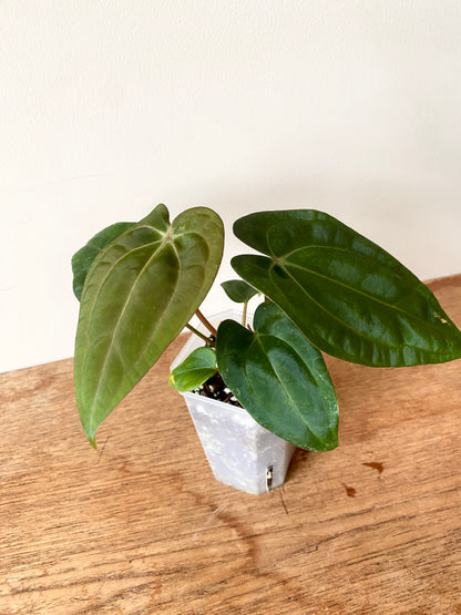 Anthurium Carlablackiae (OG5xRA4) X RVDP | 7 cm pot