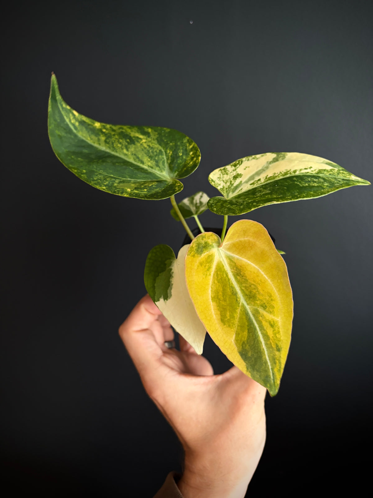 Anthurium Papillilaminum Hb variegated X Forgetii | 7 cm pot [B]