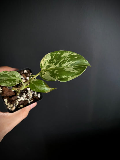 Monstera Deliciosa Bulbasaur | 6 cm pot [C]