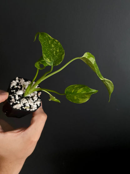 Monstera Deliciosa Electrolyte | 5 cm pot [B]