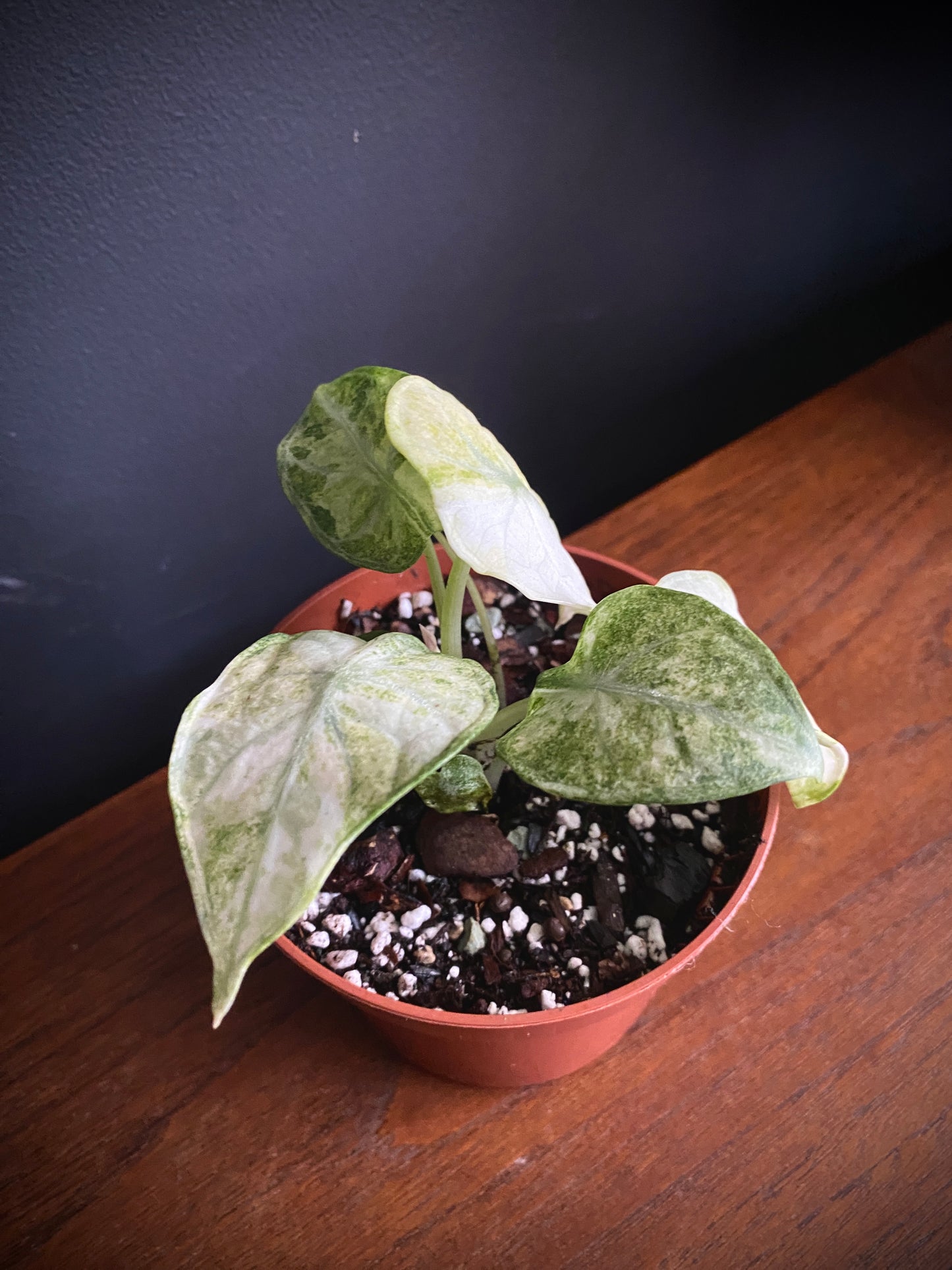 Alocasia Ninja Tricolor variegated | 10 cm pot [B]
