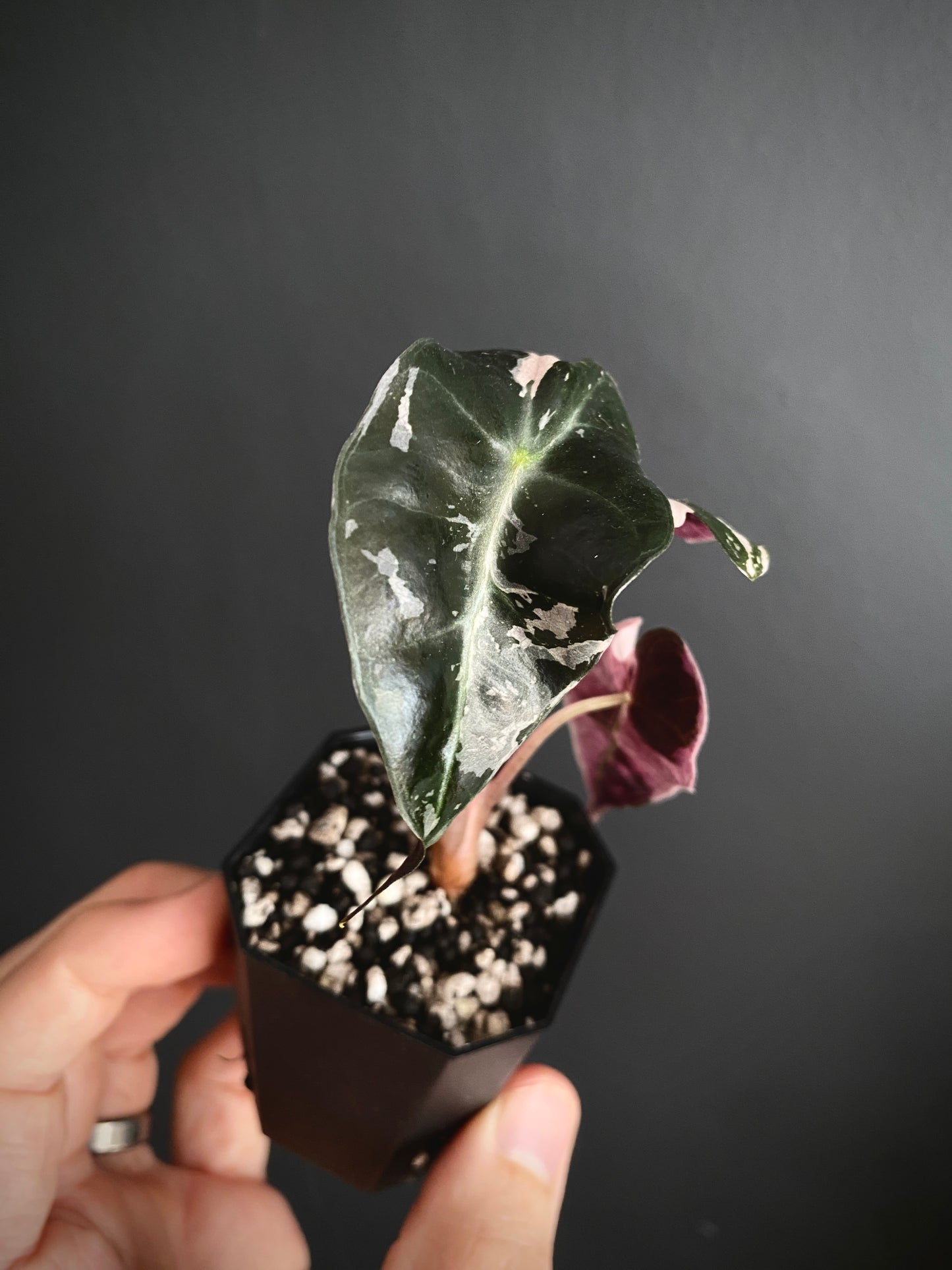 Alocasia Polly Pink variegated | 5 cm pot [C]
