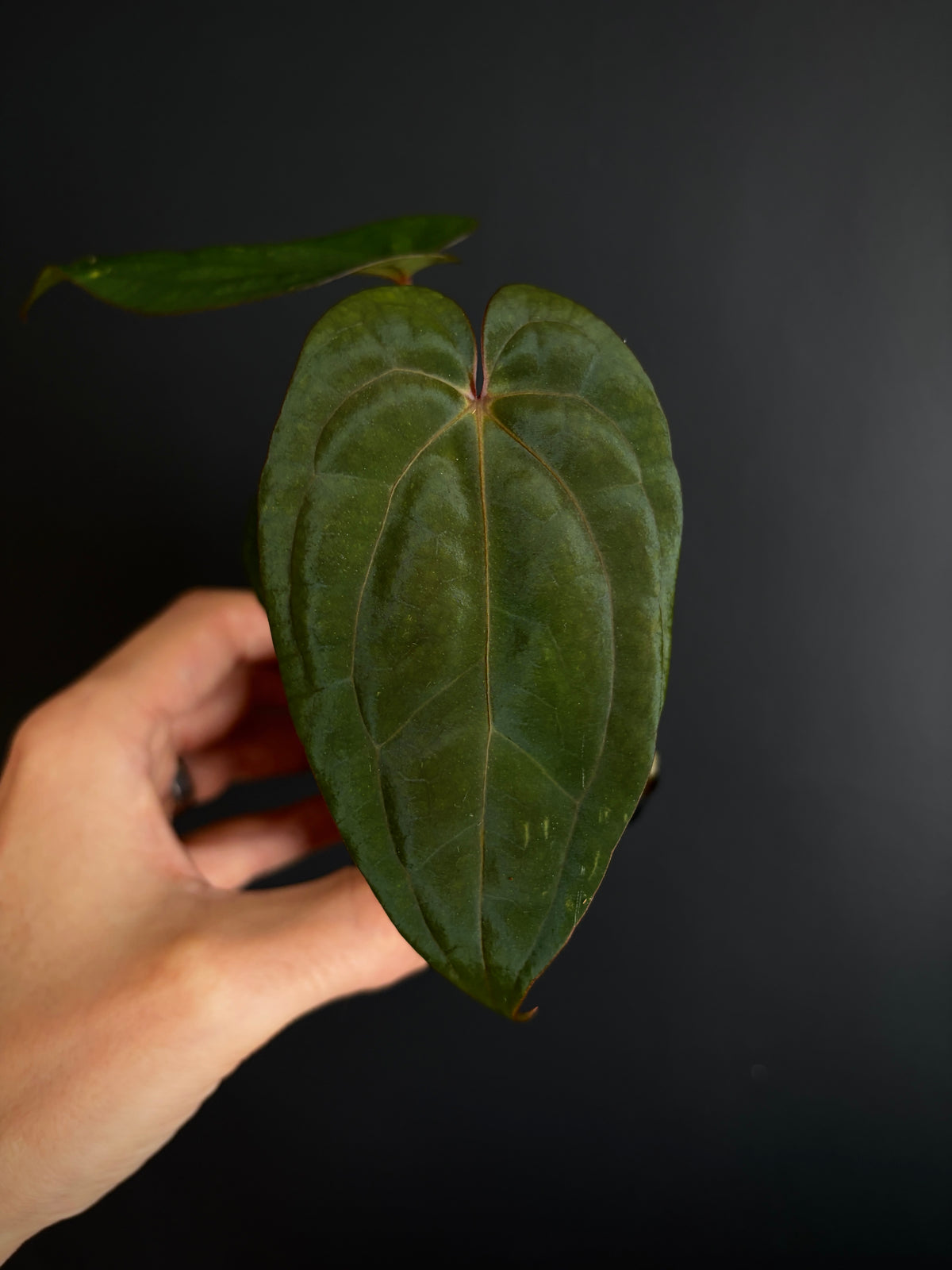 Anthurium Red Vein Dark Phoenix | 7 cm pot [B]