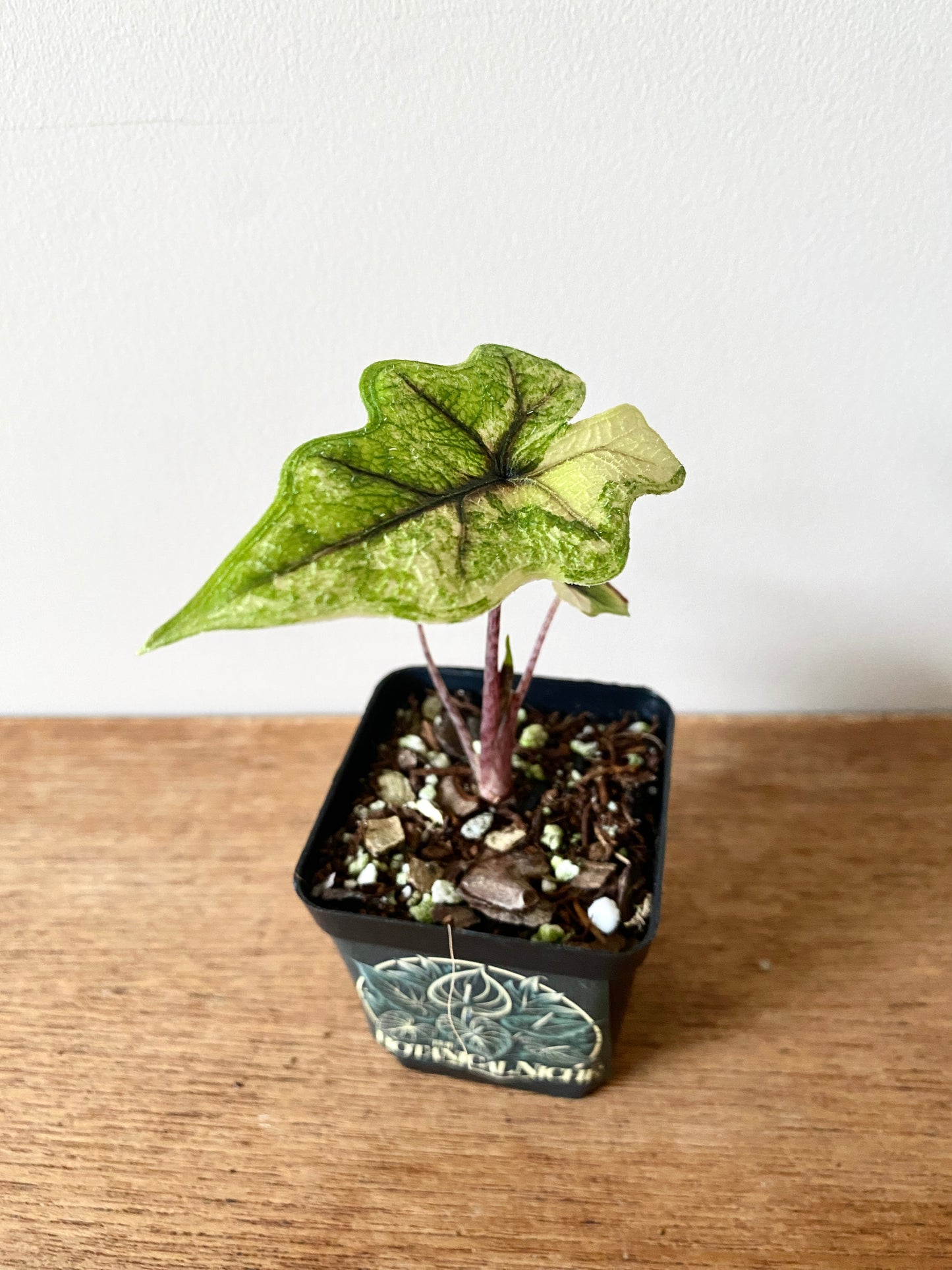 Alocasia Tandurusa 'Jacklyn' Aurea variegated | 6 cm pot