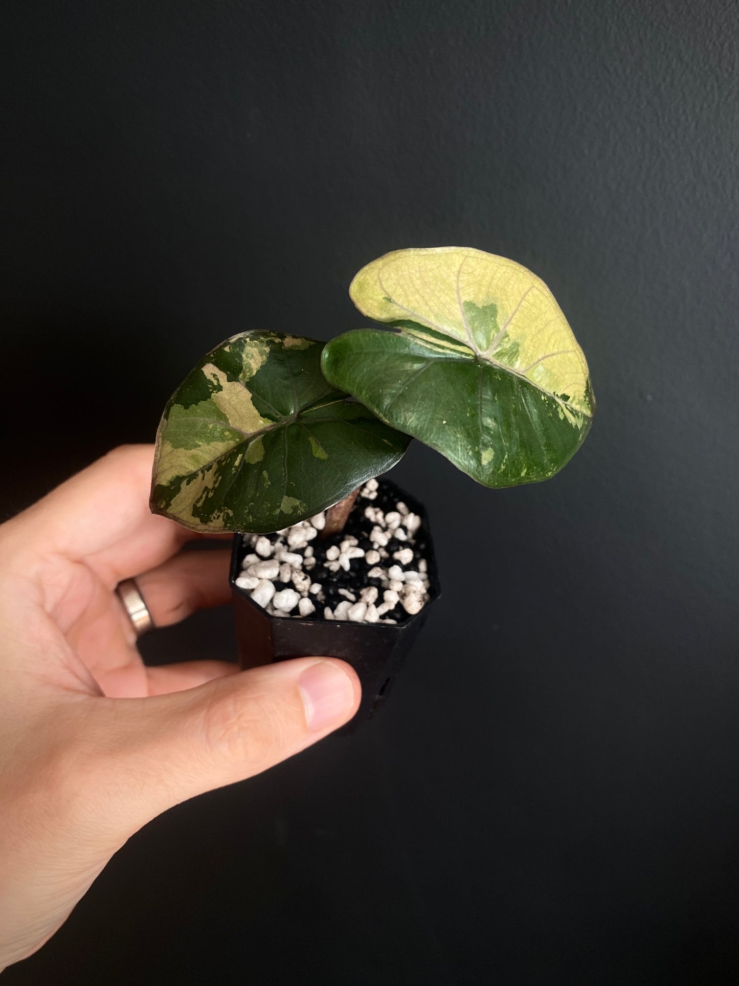 Alocasia Yucatan Princess variegated | 5 cm pot [B]