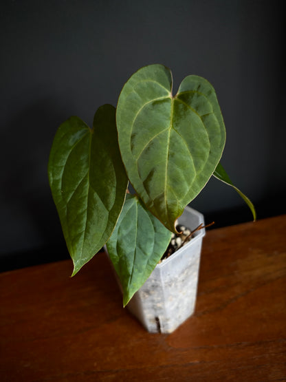 Anthurium King of Spades (KOS/HU) X RVDP | 7 cm pot