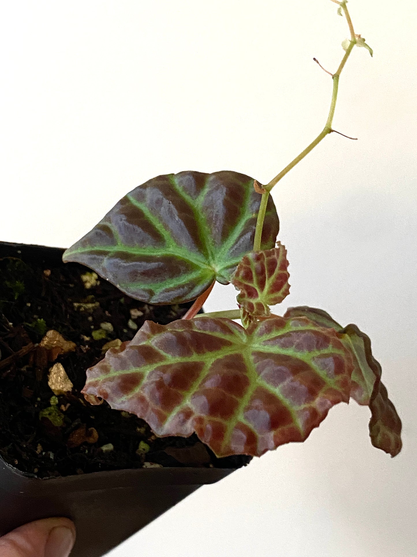 Begonia Dracopelta X Sarawak | 6 cm pot [A]