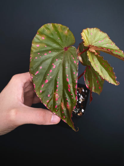 Begonia Negrosensis X Nothobaramensis | 6 cm pot [A]