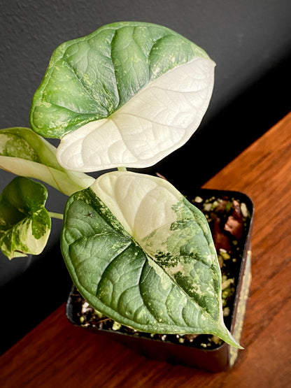 Alocasia Dragonscale Albo variegata | 7 cm pot (A)