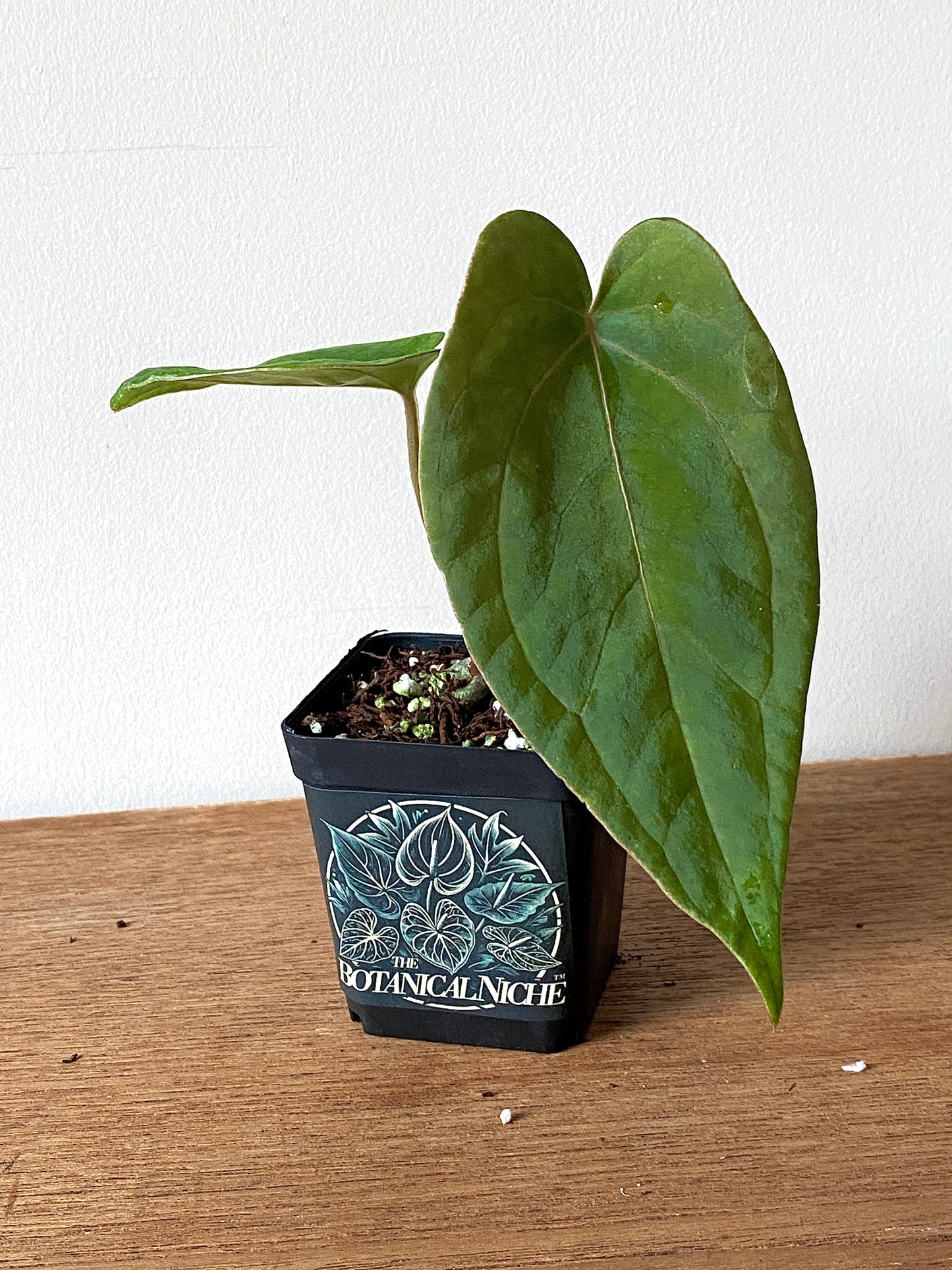Anthurium (FTG x Fort Sherman) X (NoID Code Red x Papillaminum A+) | 6 cm pot