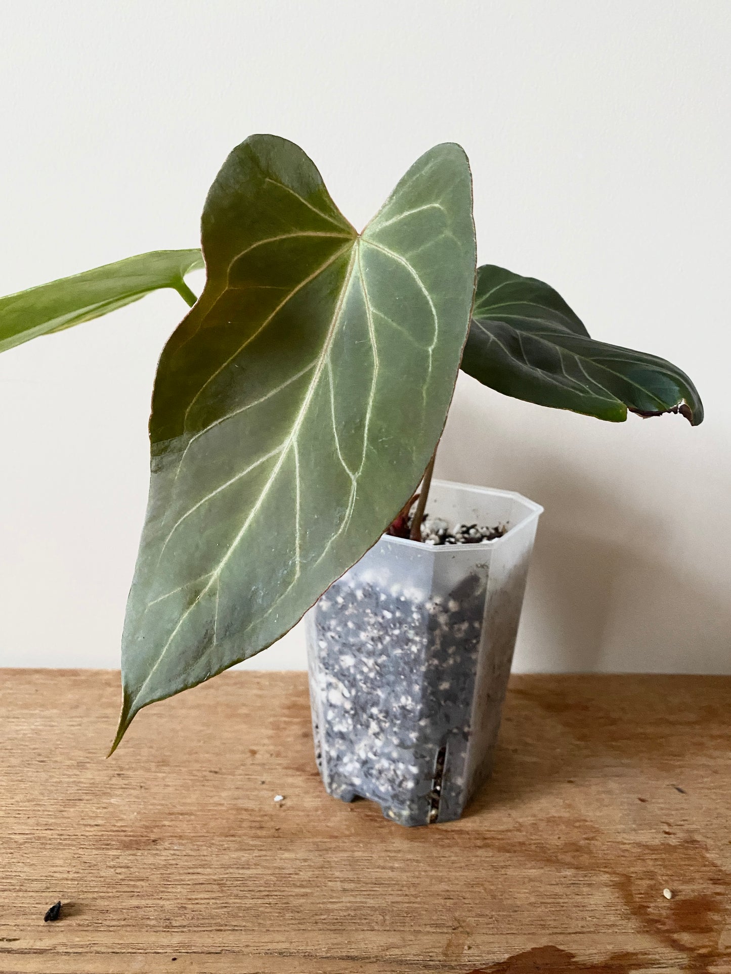 Anthurium King of Spades (KOS) X Blacksweet | 9 cm pot