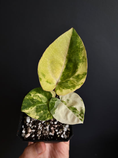 Anthurium Papillilaminum Hb variegated X Carlablackiae | 7 cm pot [clone]