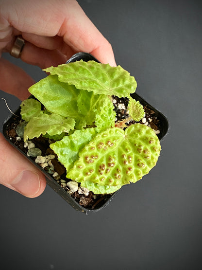 Begonia Dracopelta | 6 cm pot