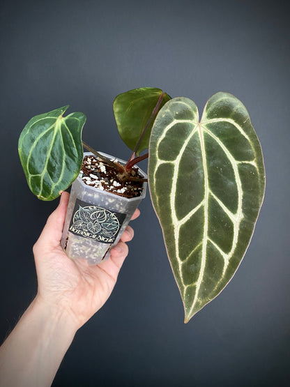 Anthurium Carlablackiae RA5xRA10 S1 | 7 cm pot